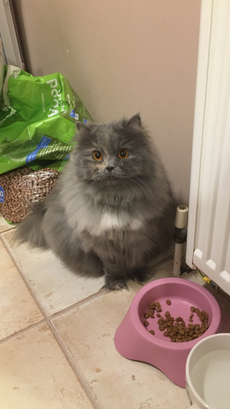 Elsie