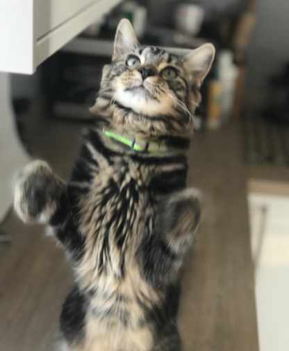 Heidi