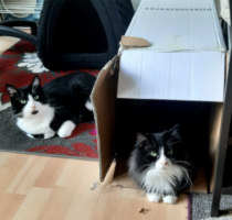 Additional image of George and Gilbert