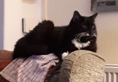 Bonnie