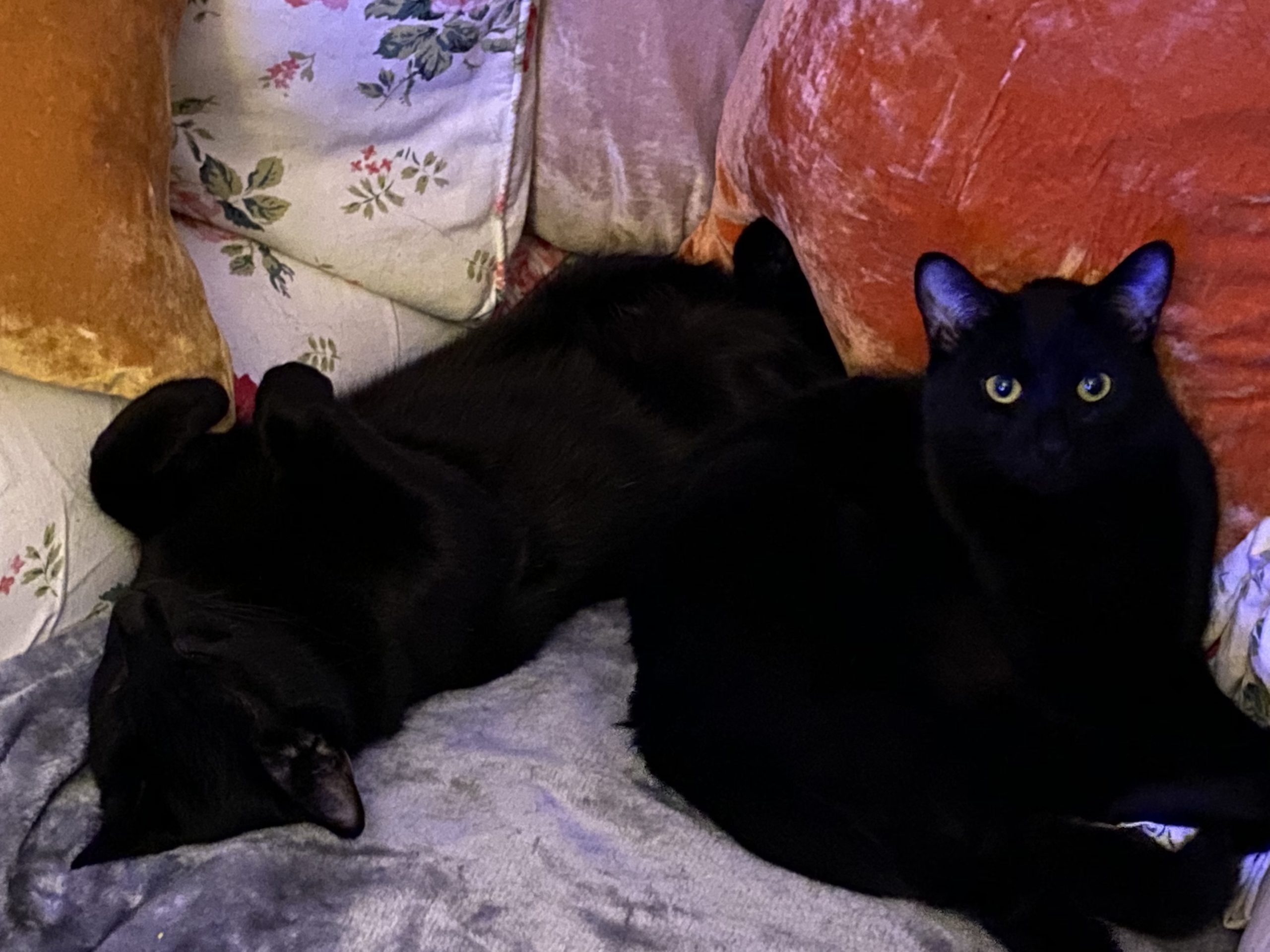 Noah and Nigel