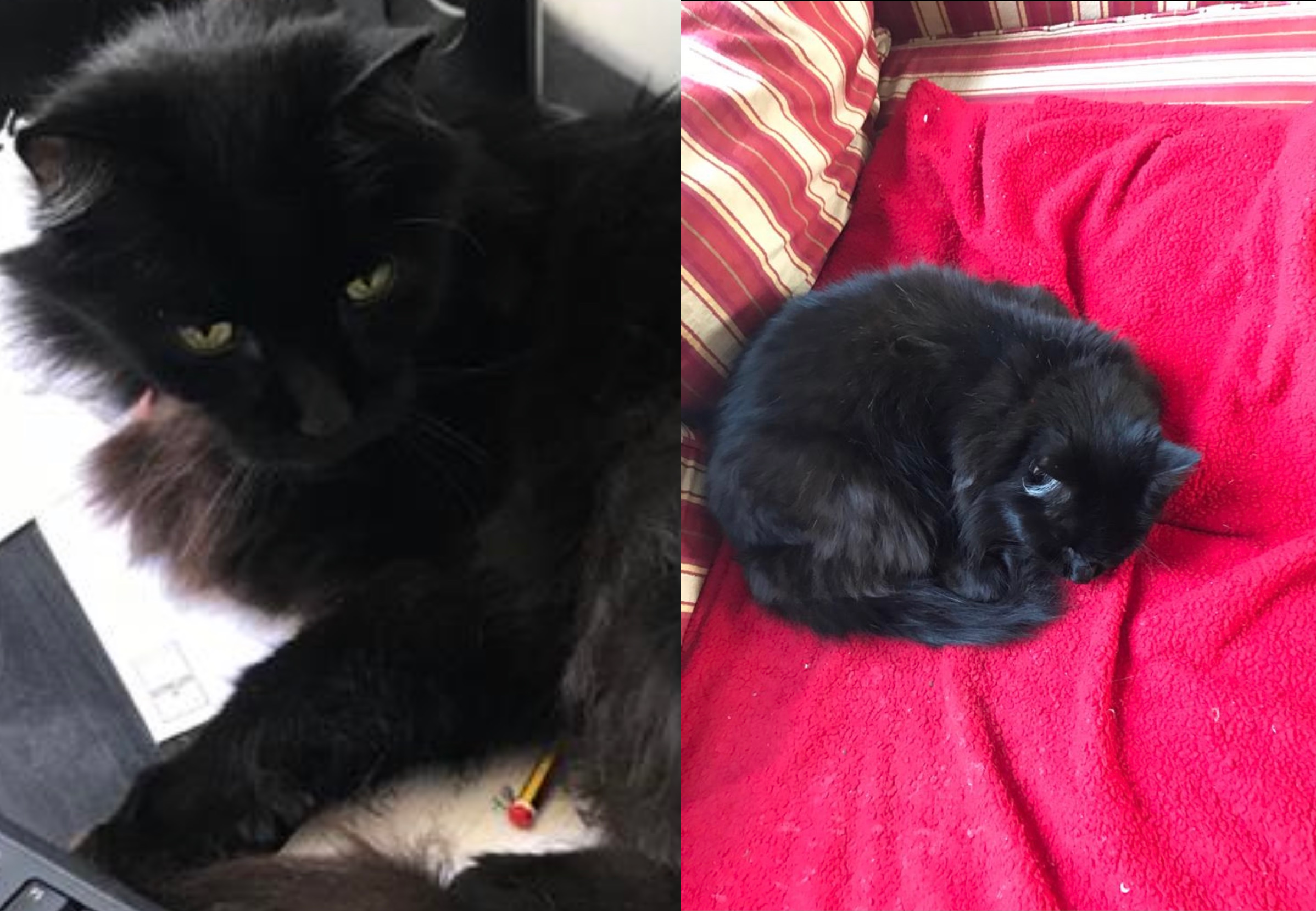 Seamus and Betty