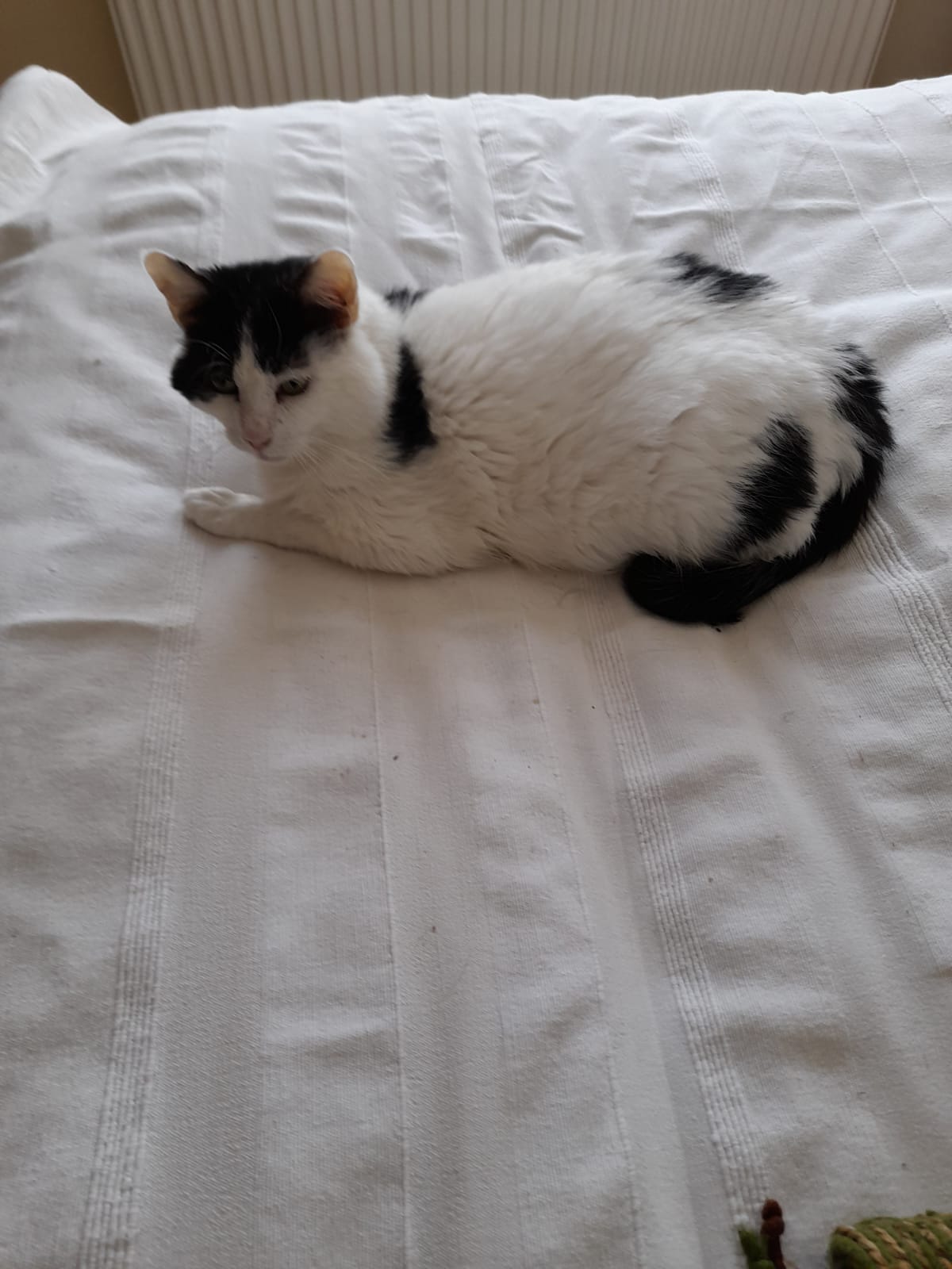 Spot