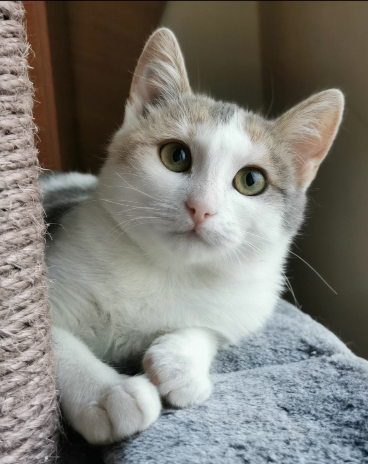 Elsie