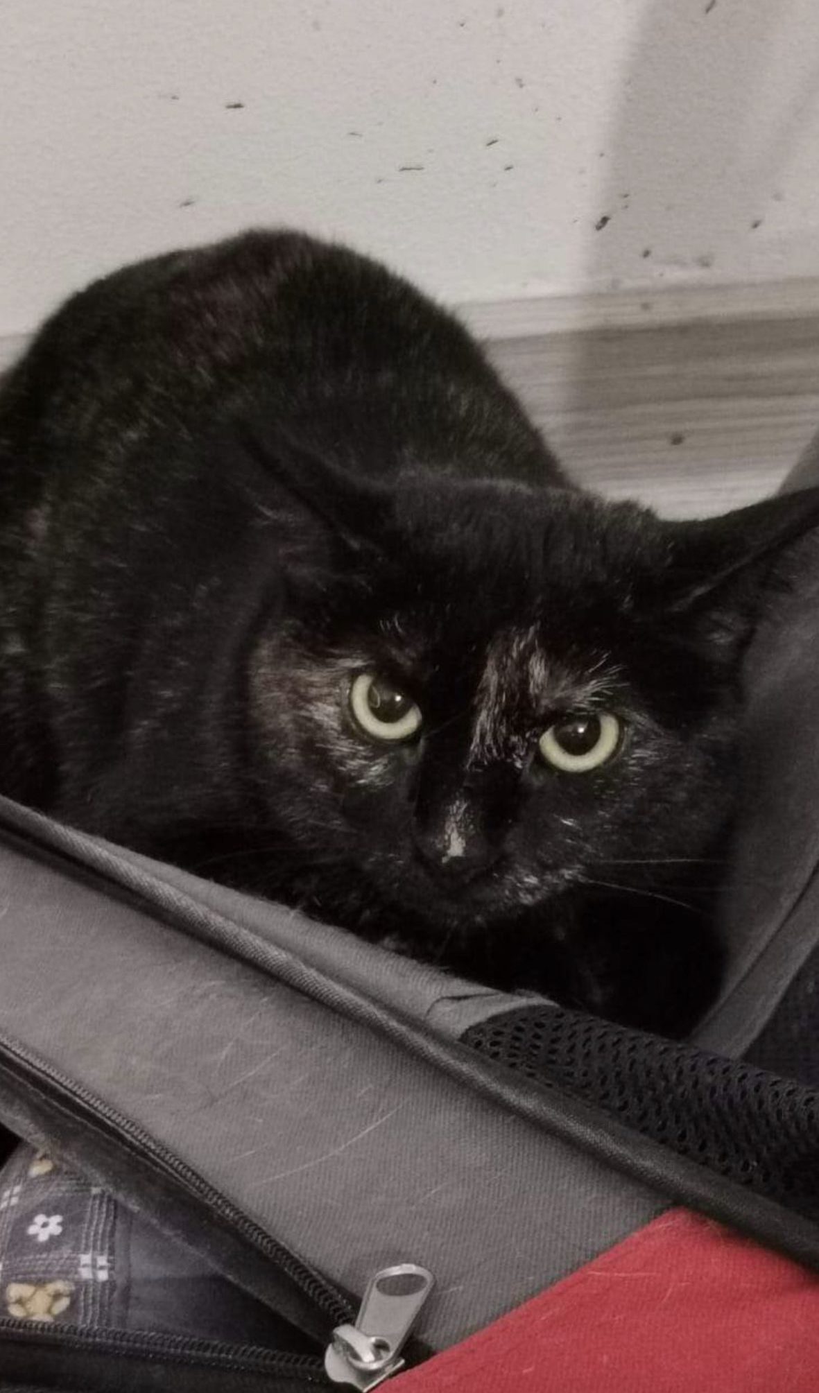 Mia
