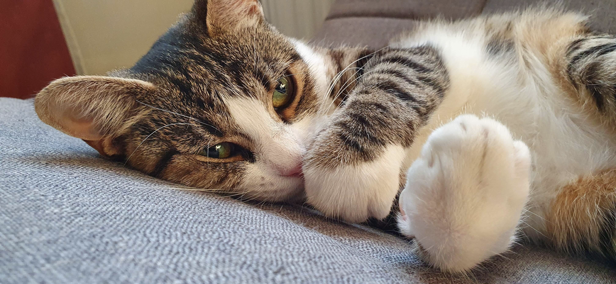 Ella