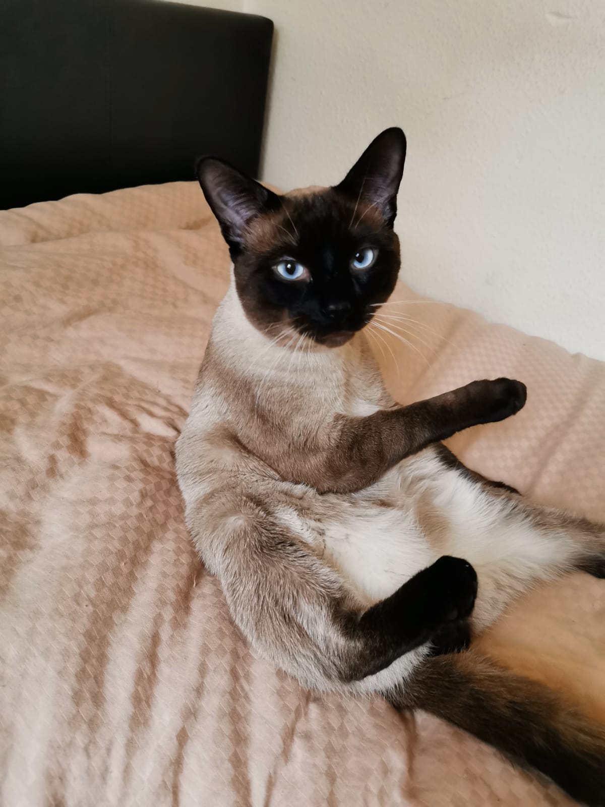 Harvey