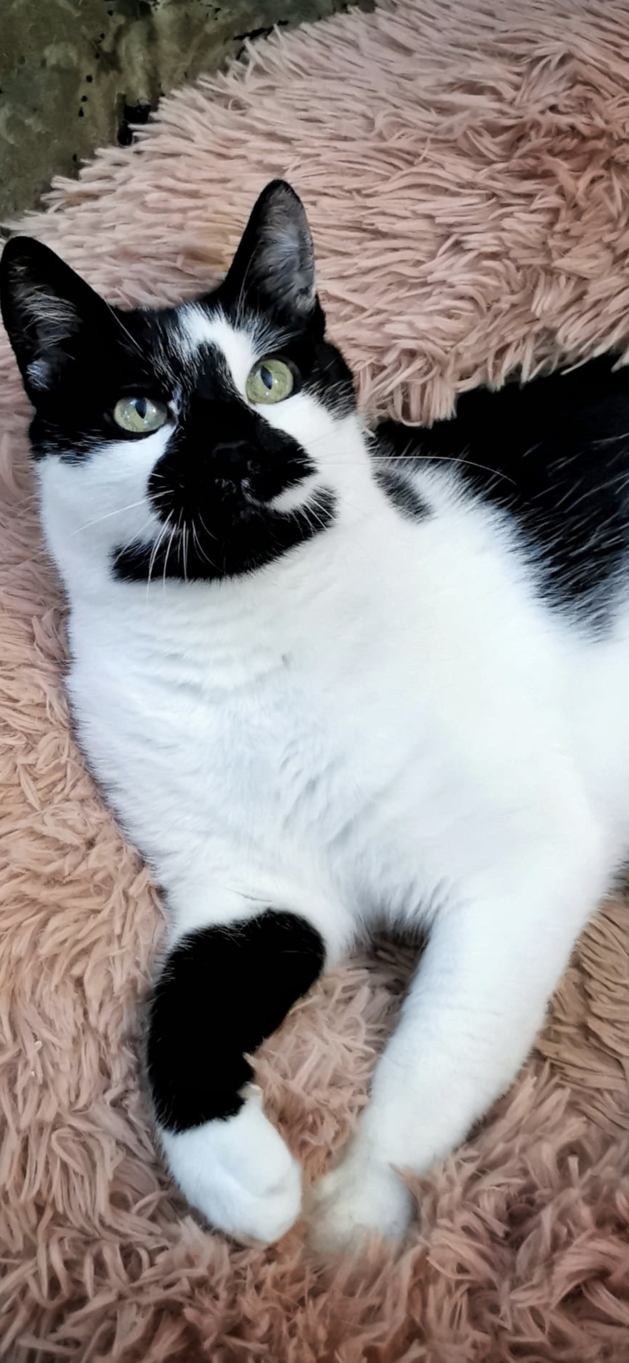 Felix