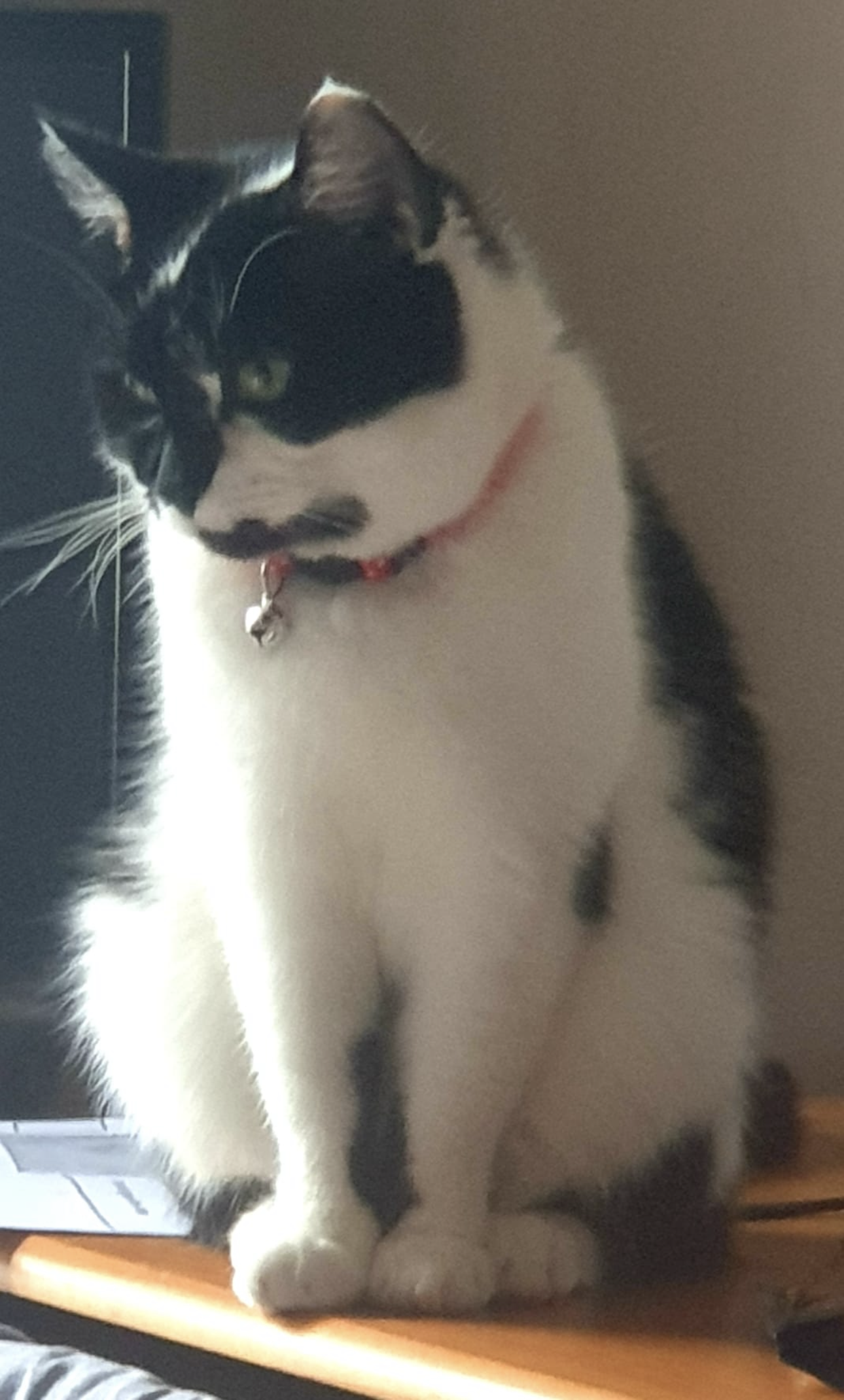Bella