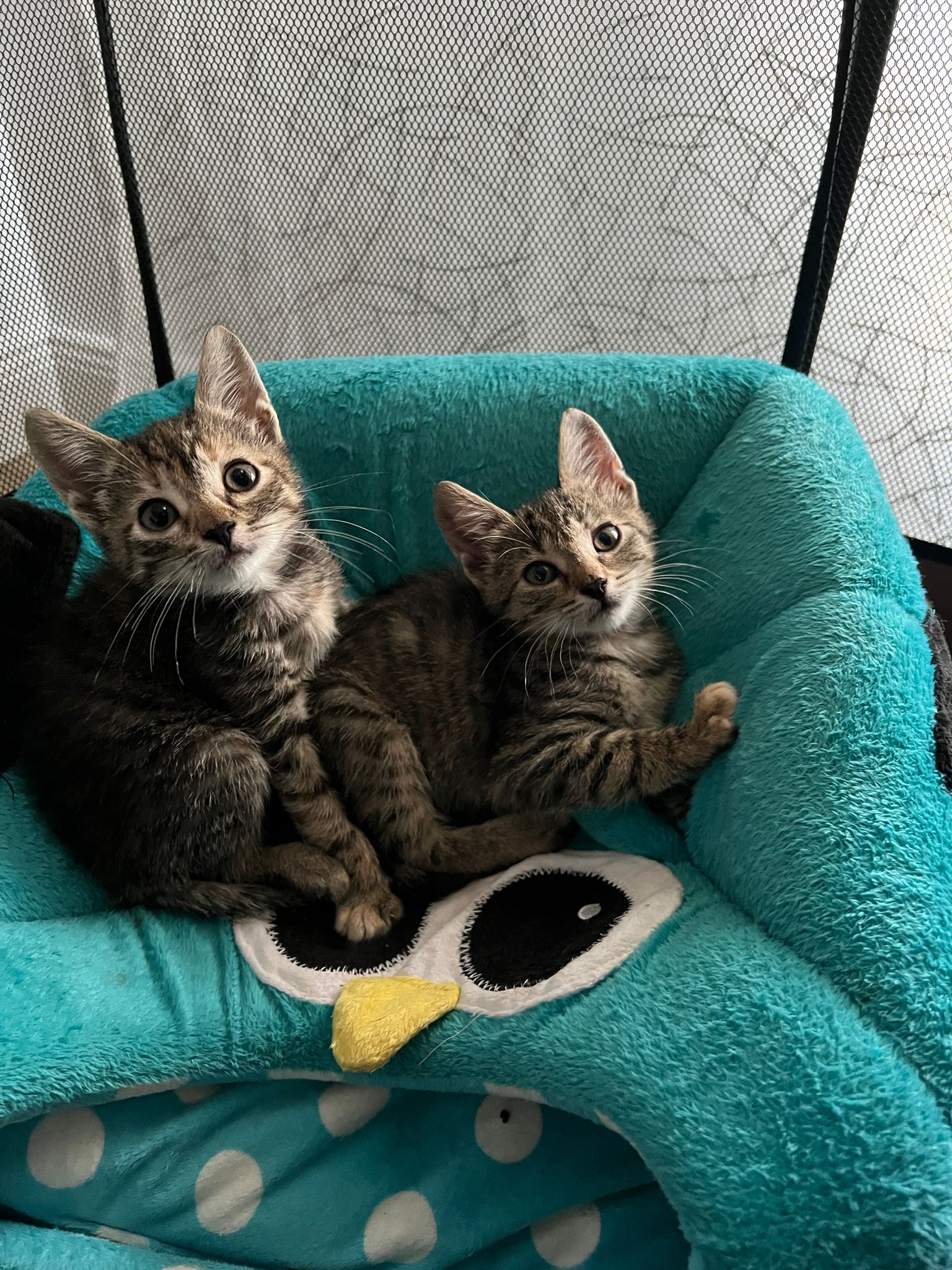 Freya and Sif
