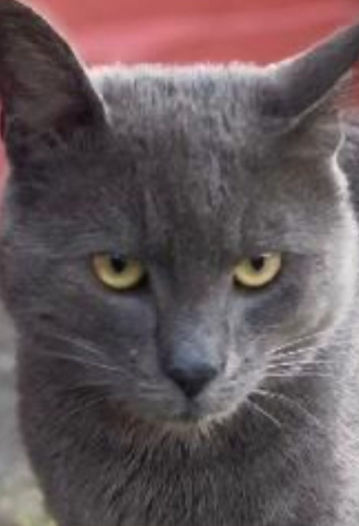 Horatio